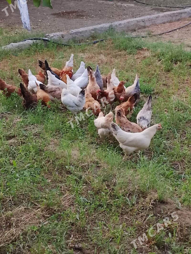 Towuklar - Gyzylarbat - img 4