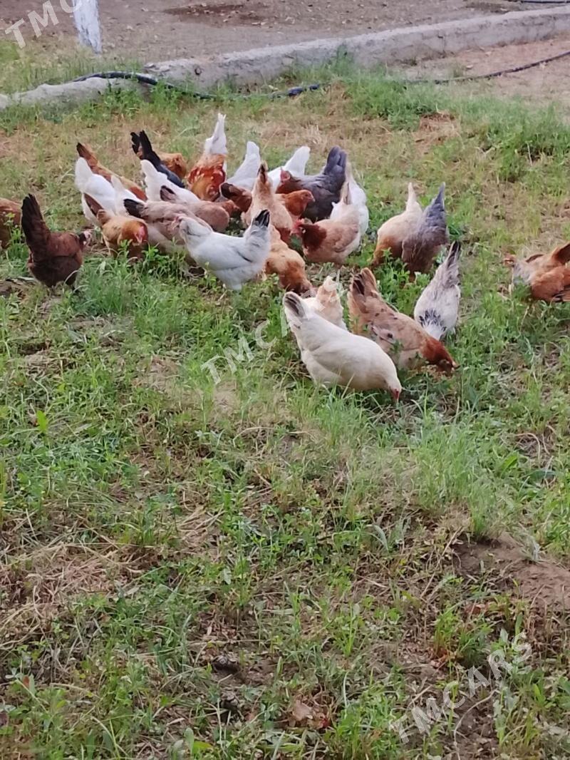 Towuklar - Gyzylarbat - img 2