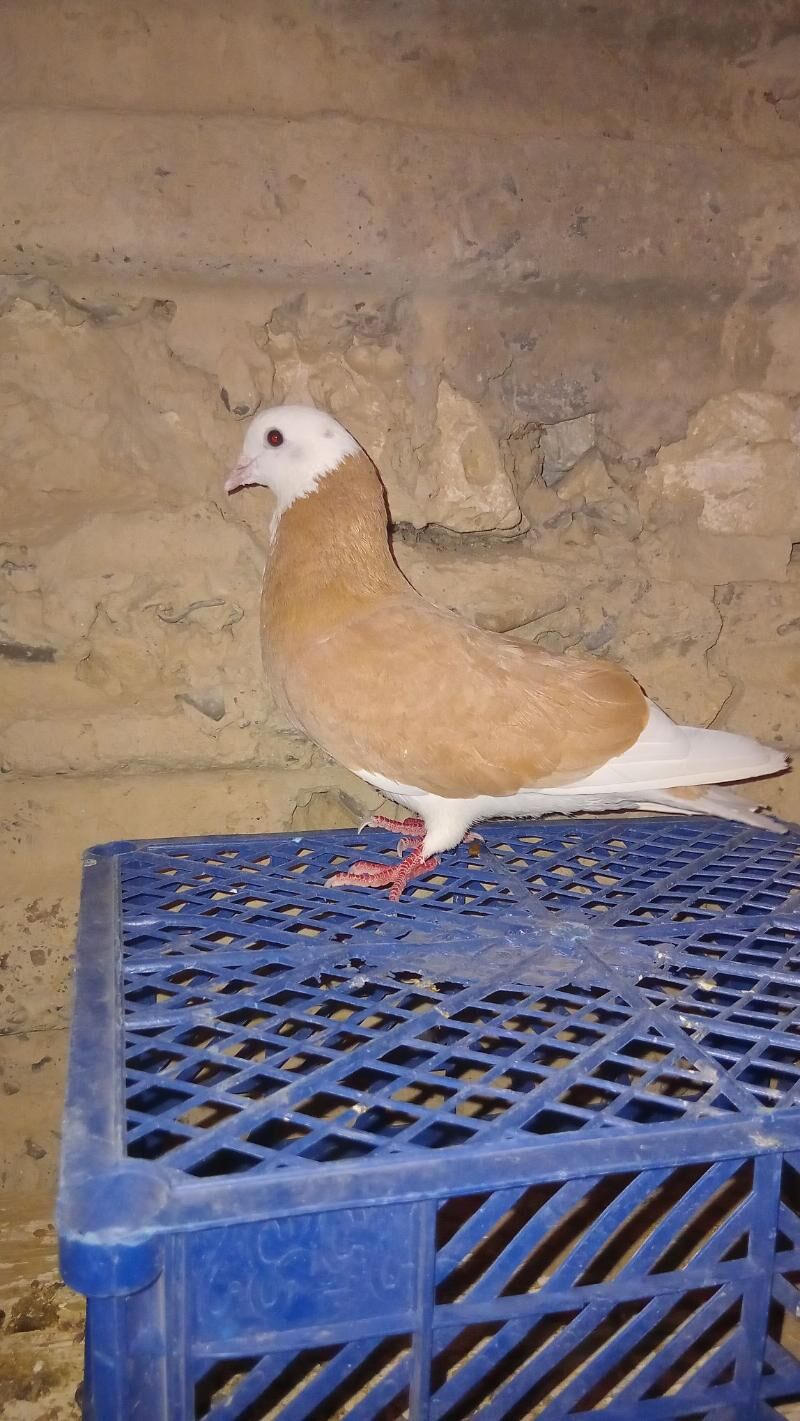 Guş - Gyzylarbat - img 2