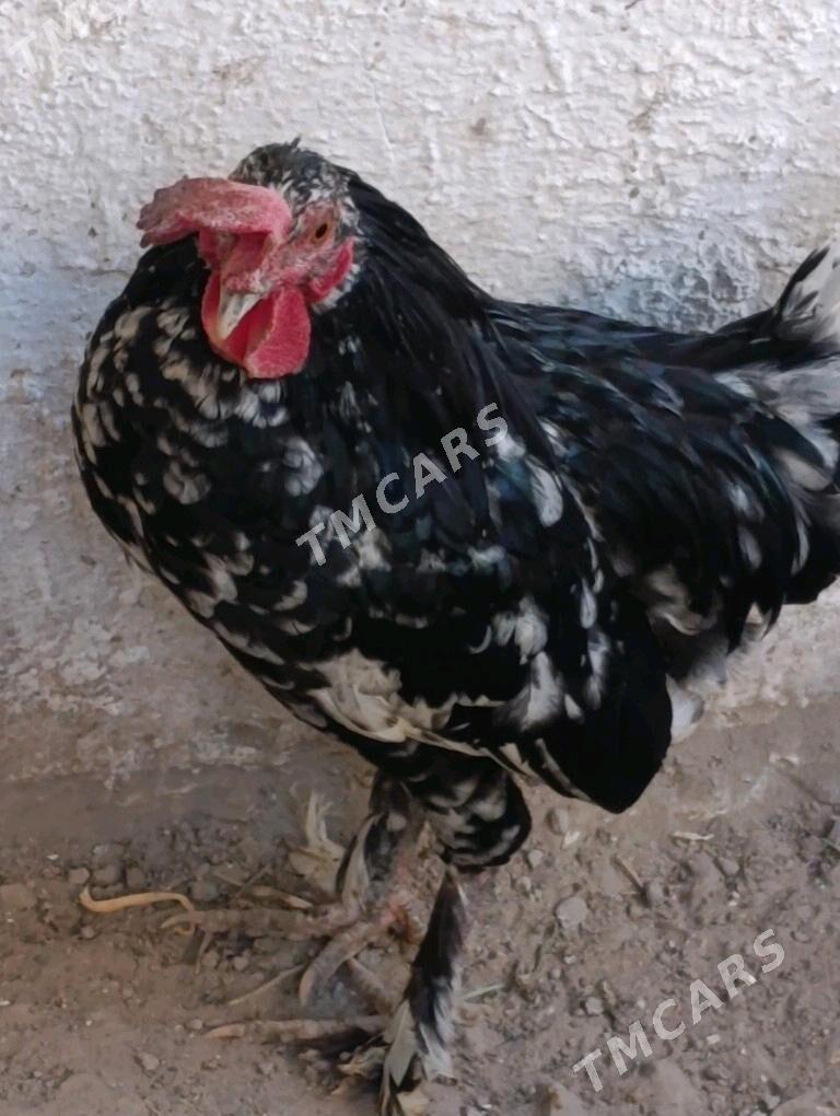 Yaponcik horaz. - Türkmenabat - img 3