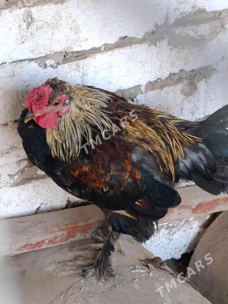 Yaponcik horaz. - Türkmenabat - img 4
