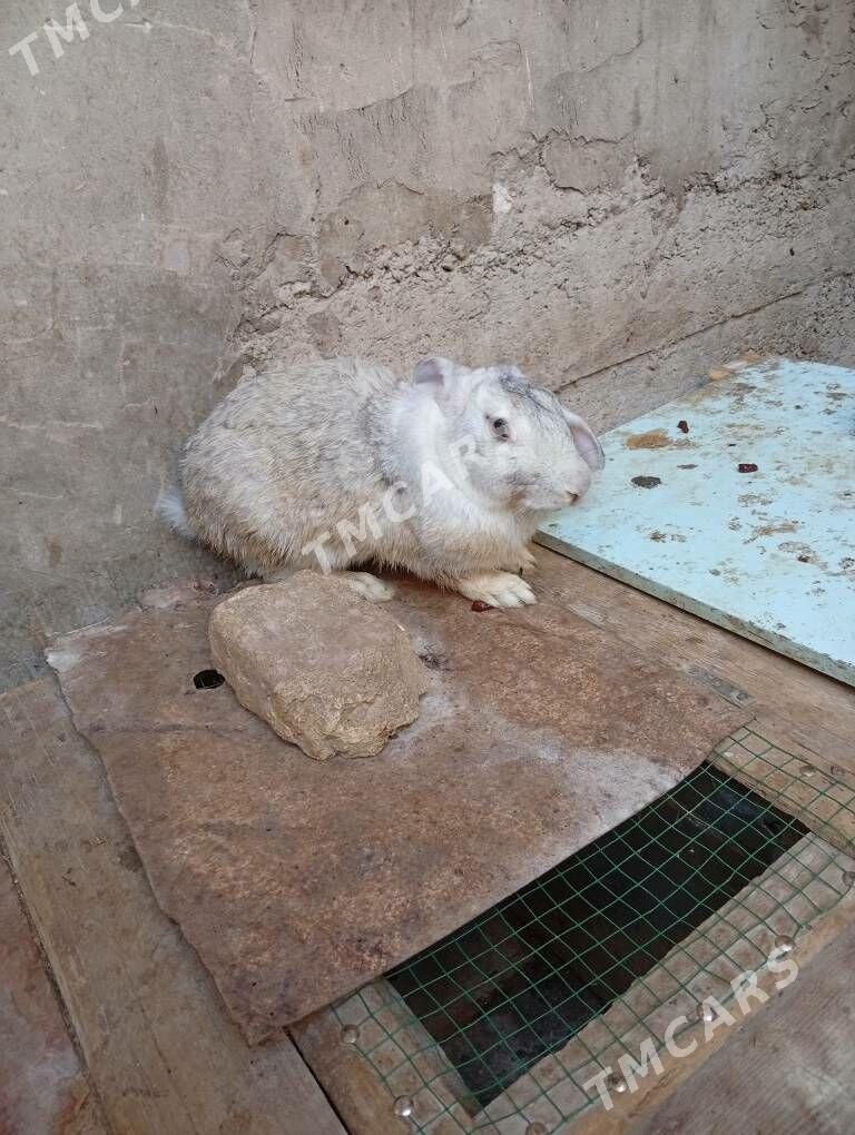 Tovşan velikan - Дашогуз - img 5