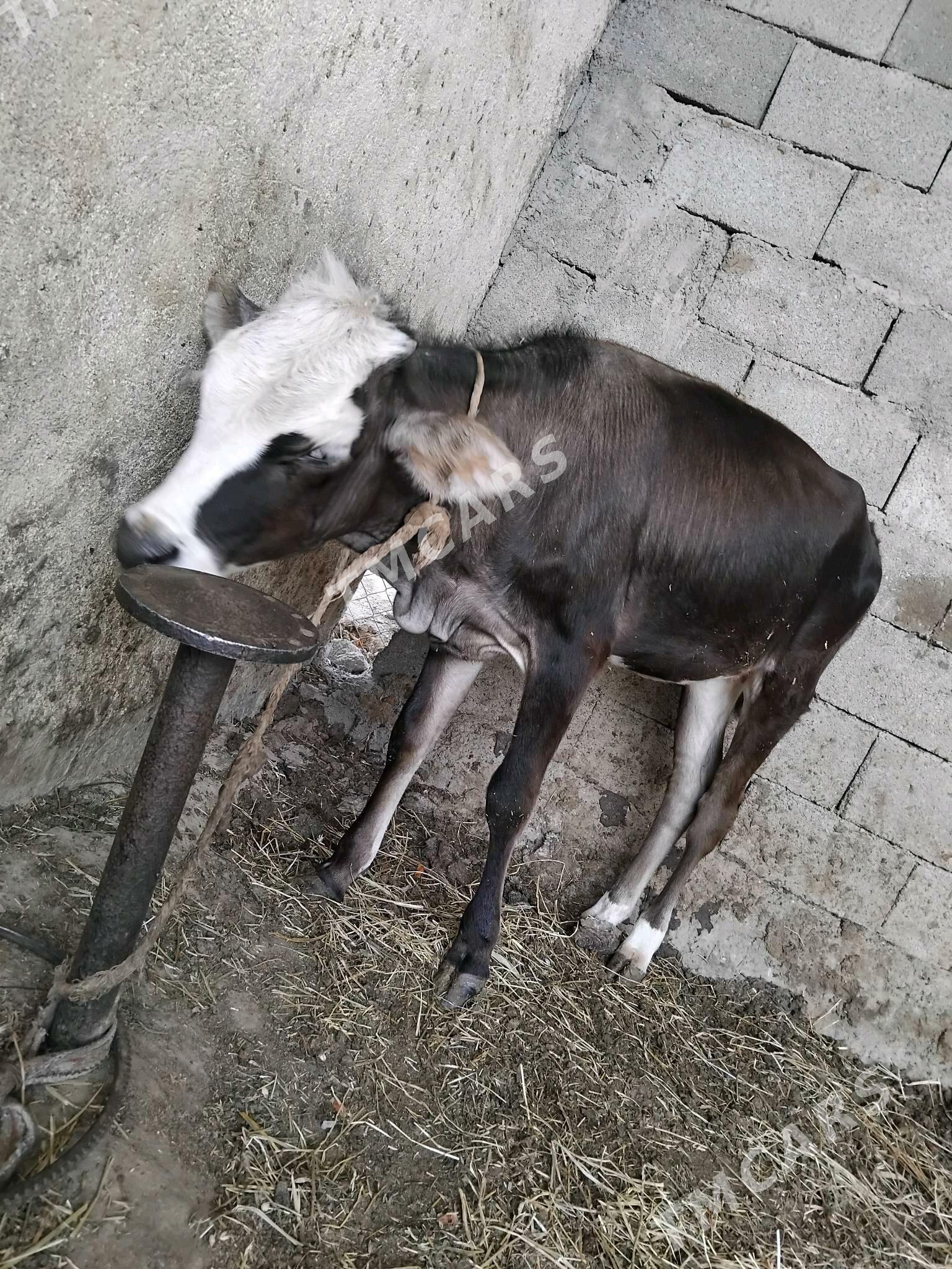 TŪWE TOHIM MAL - Aşgabat - img 2