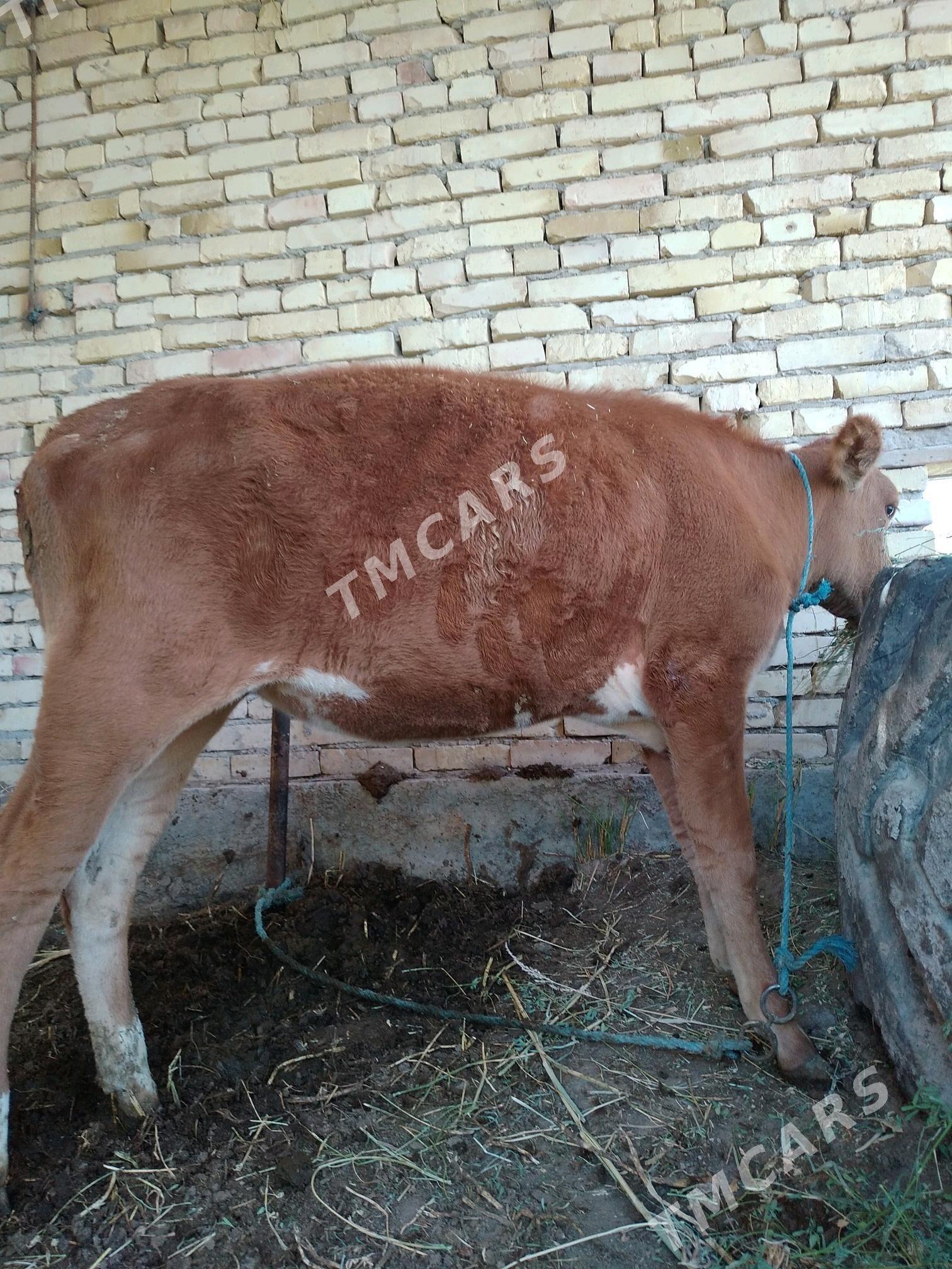Unajyn - Çärjew - img 2