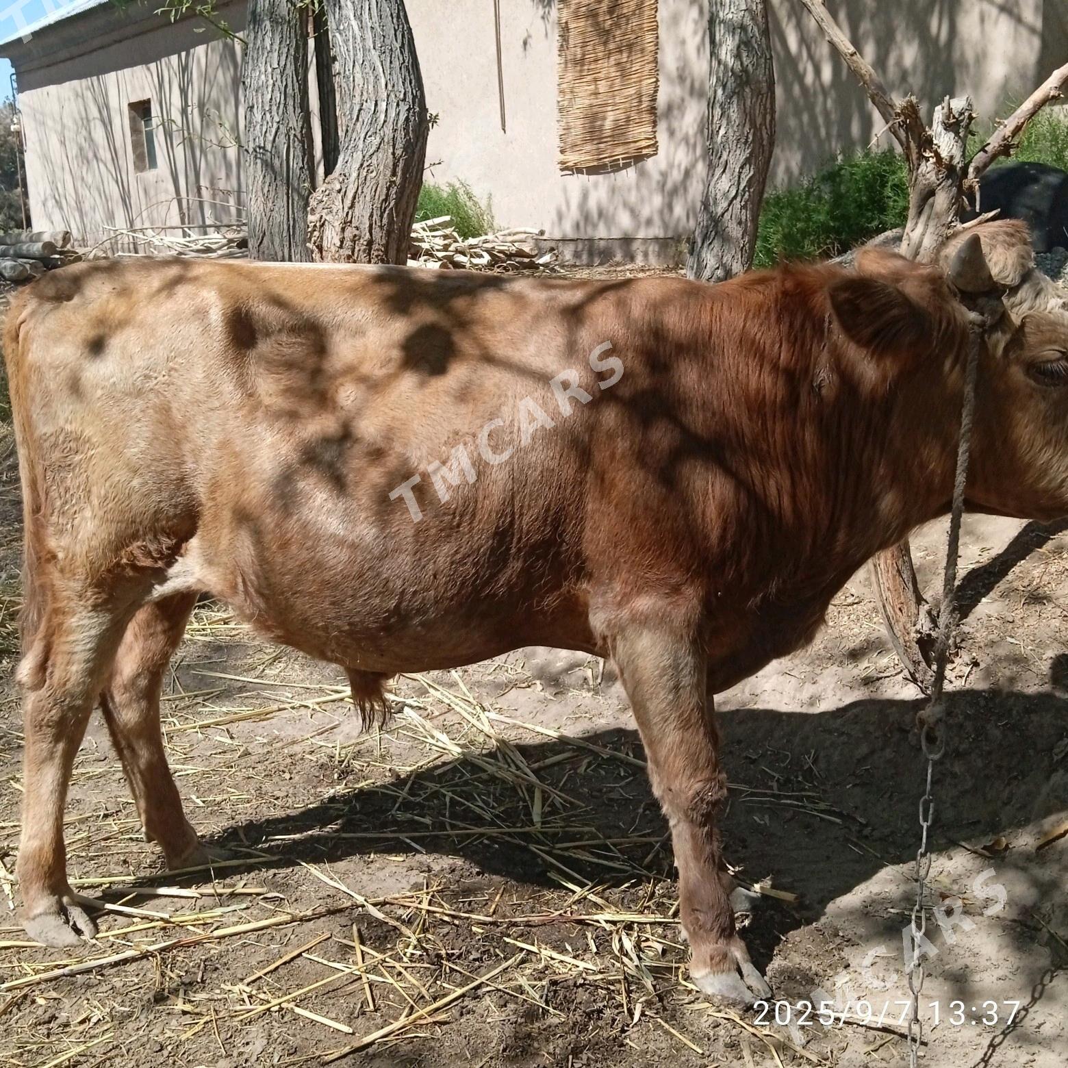 öküz - Türkmenbaşy etr. - img 2