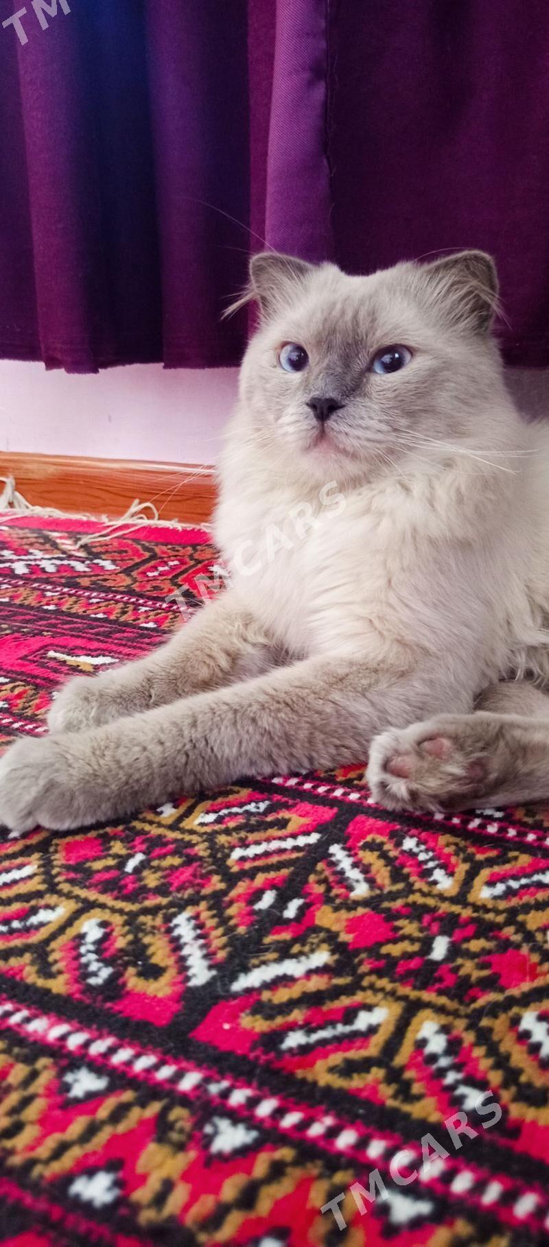 Кот - Türkmenabat - img 2