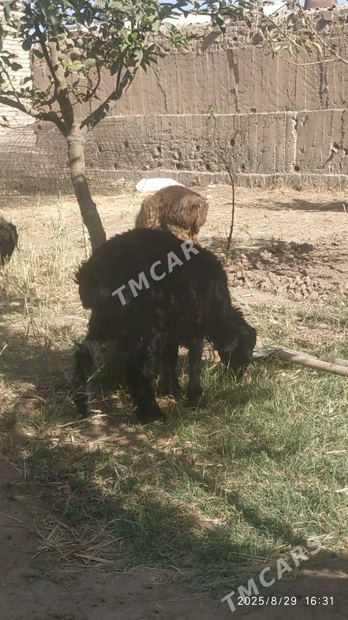 tokly - Теджен - img 2