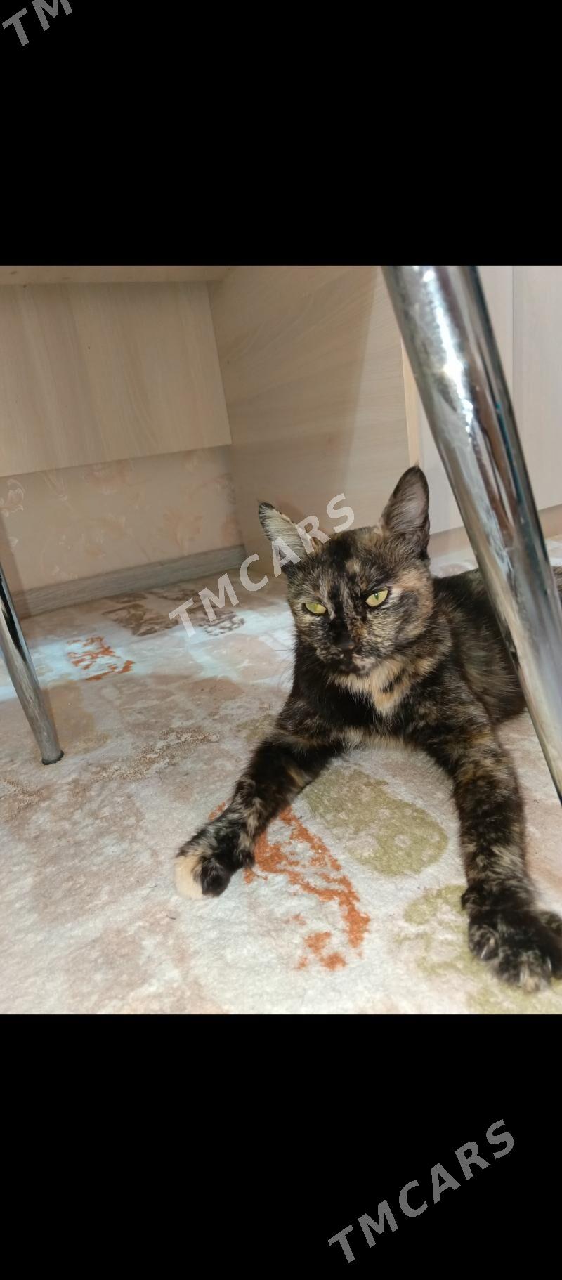Красавица кошка - Aşgabat - img 3