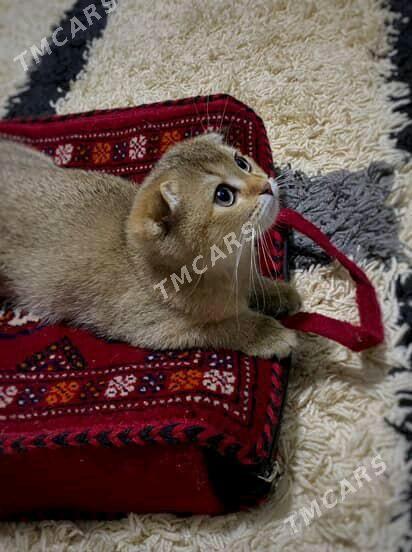 кошка шиншила - Ашхабад - img 1