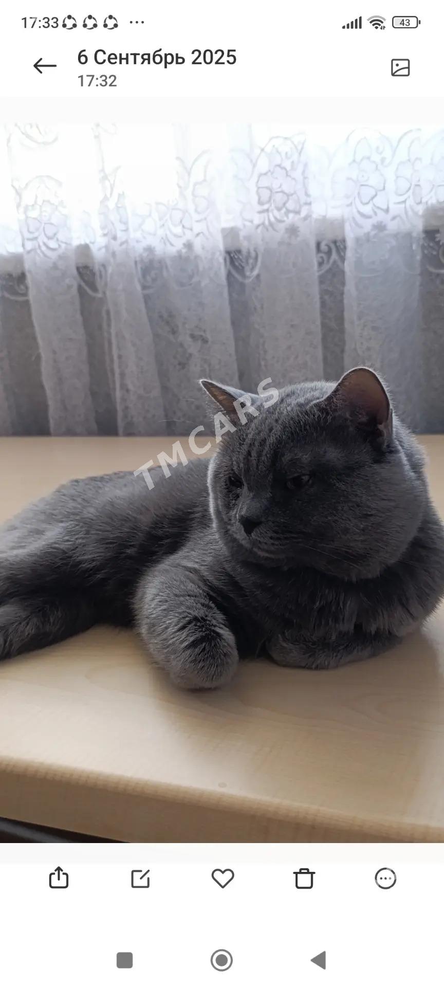 котенок британец - Türkmenabat - img 2