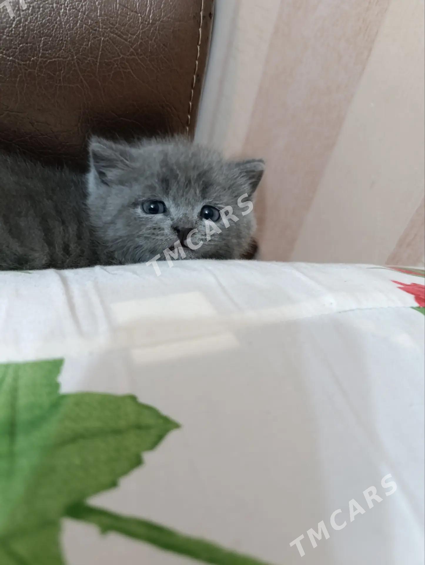 котенок британец - Türkmenabat - img 3