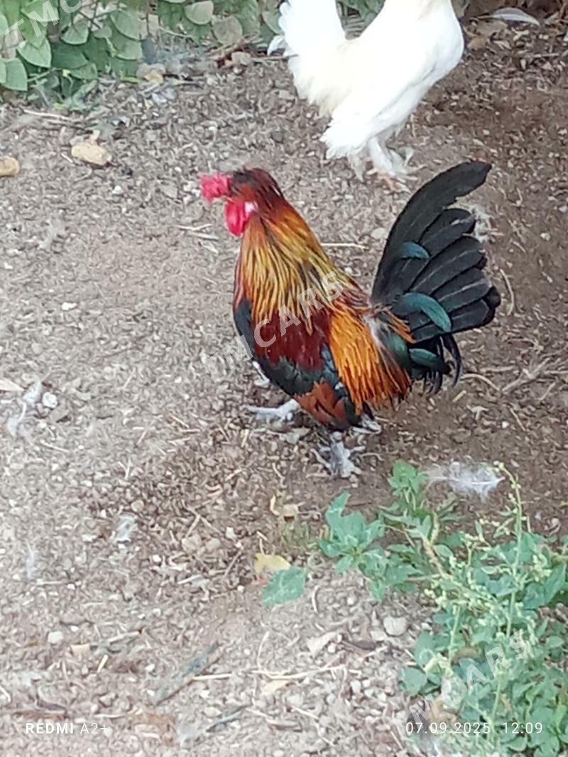 karlık horaz - Gökje - img 2