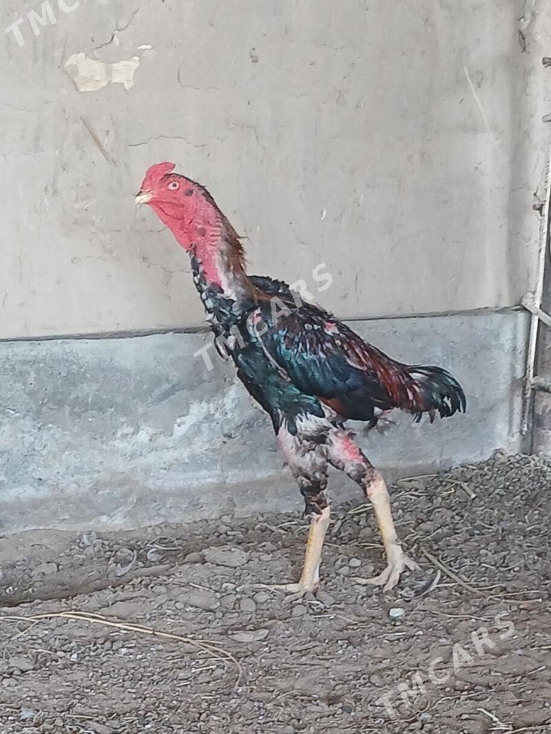 taşkent horaz - Сакарчага - img 2