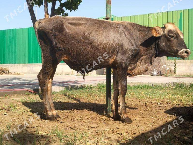 okuzce - Täze zaman - img 2