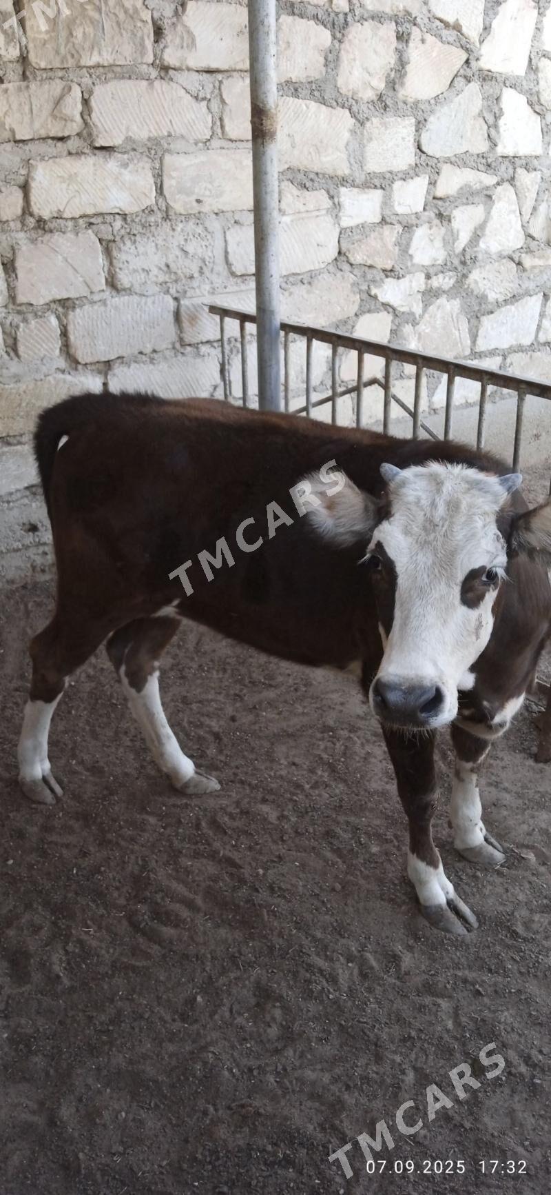 gaçar - Jebel - img 3