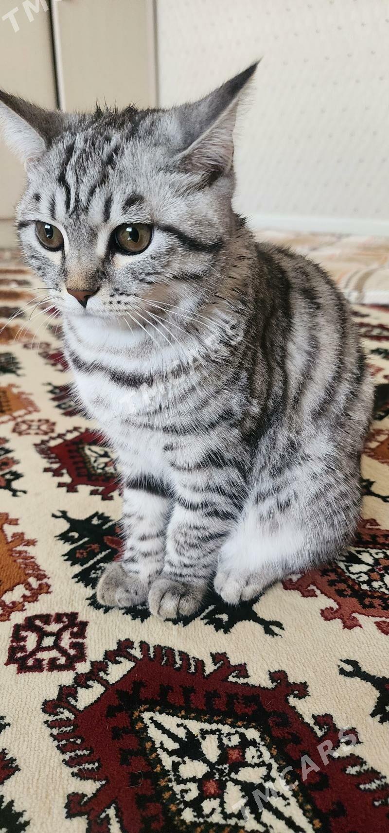 Mugt pisik paroda кошка - Aşgabat - img 4