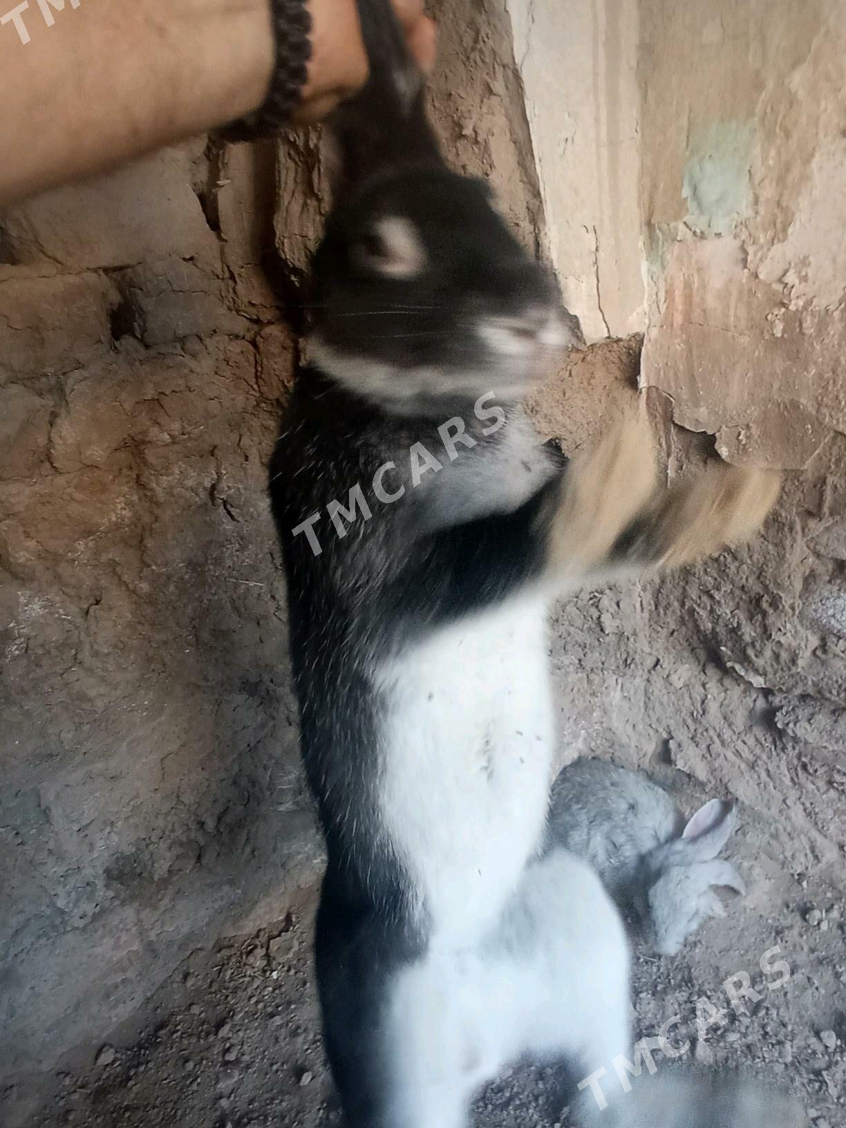 toşan yilkan - Дашогуз - img 1