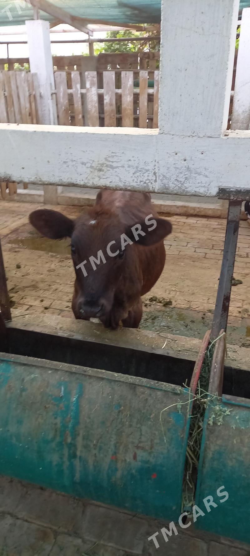 крупный рогатый скот - Бузмеин - img 8