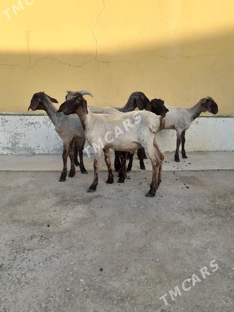 Tokli - Garadamak Şor - img 3