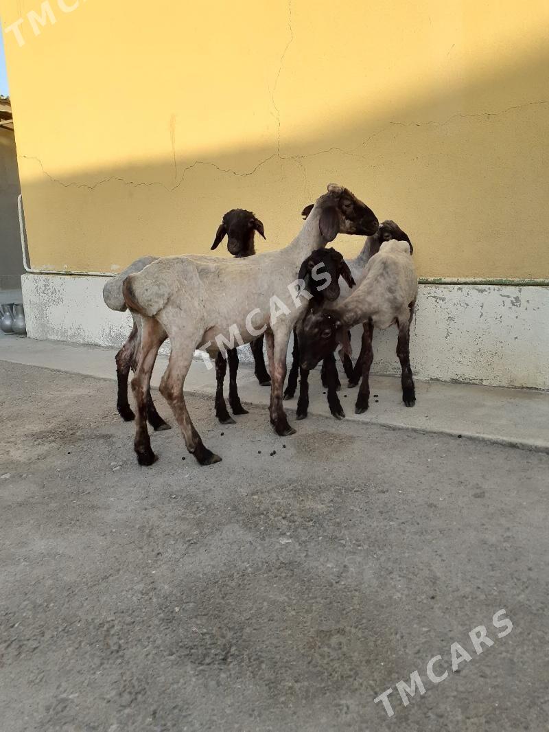 Tokli - Garadamak Şor - img 2