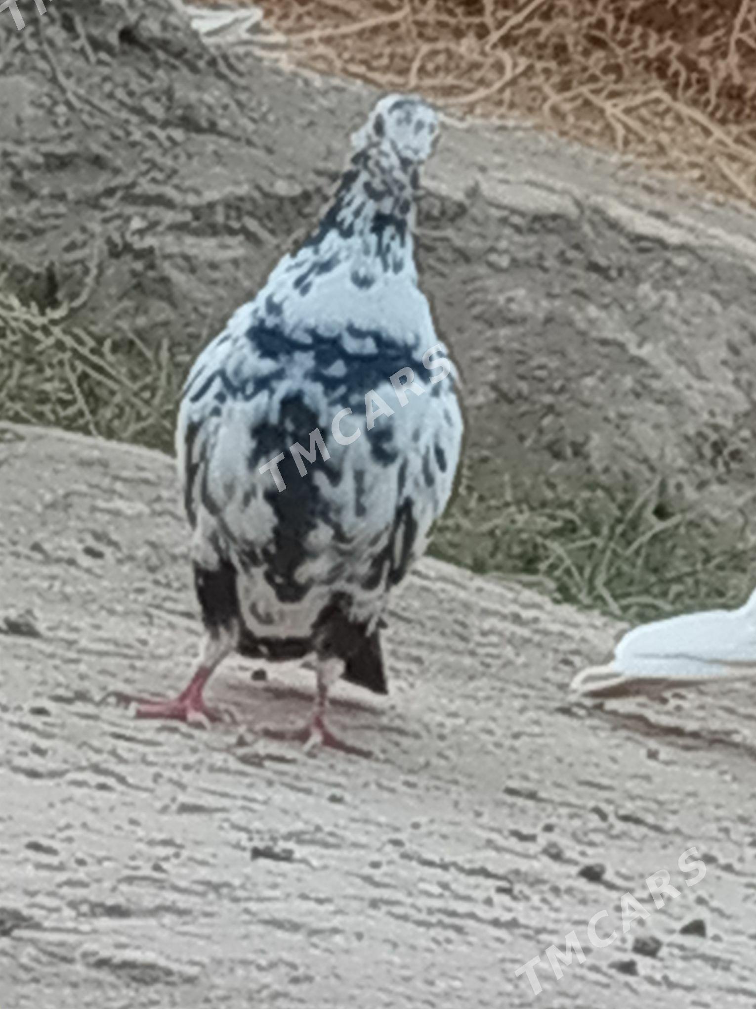 kepderi - Türkmenabat - img 2