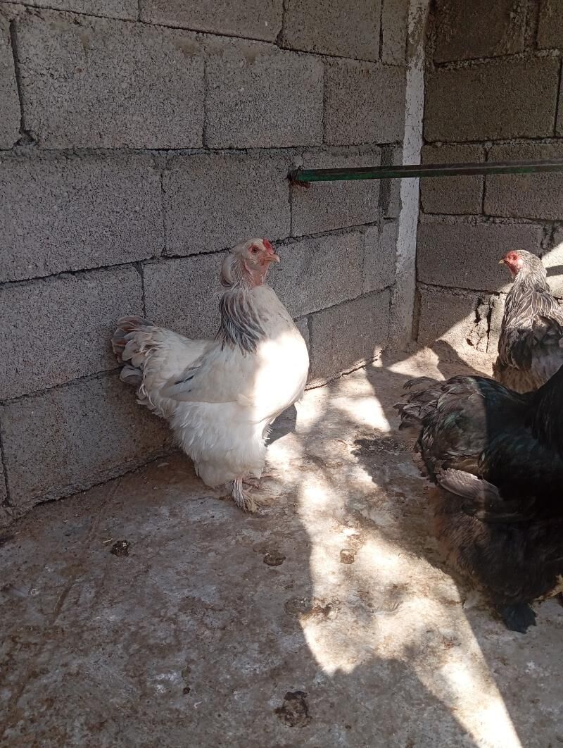 kohihin horaz - Aşgabat - img 3