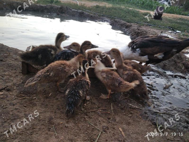 satlyk indutga ördek jüýjeleri - Векильбазар - img 2