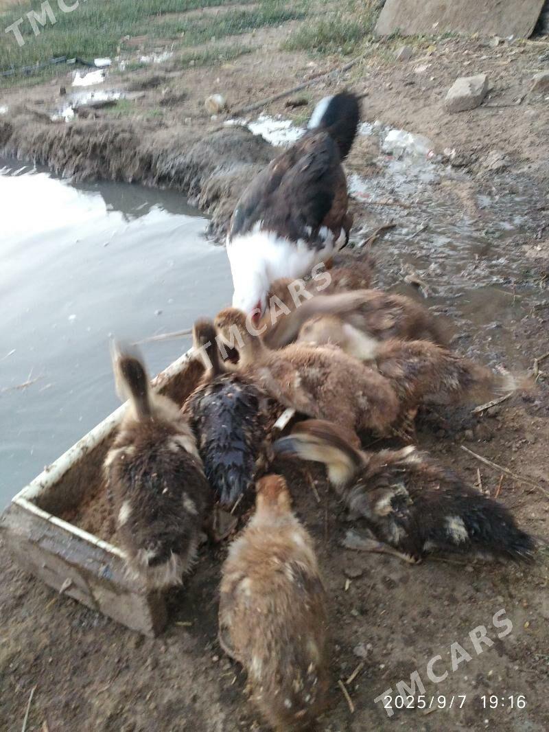 satlyk indutga ördek jüýjeleri - Векильбазар - img 3