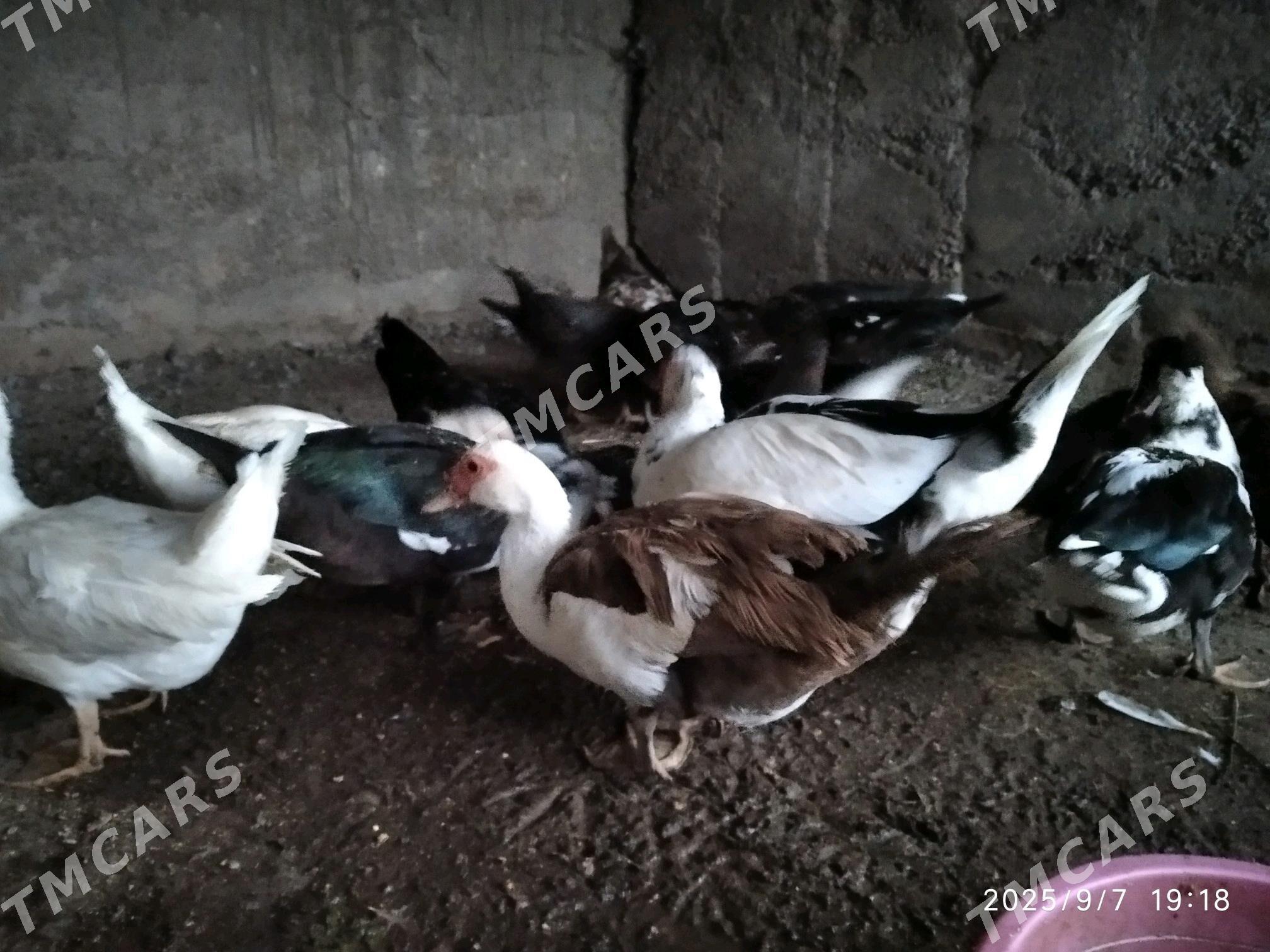 satlyk indutga ördekler - Wekilbazar - img 4