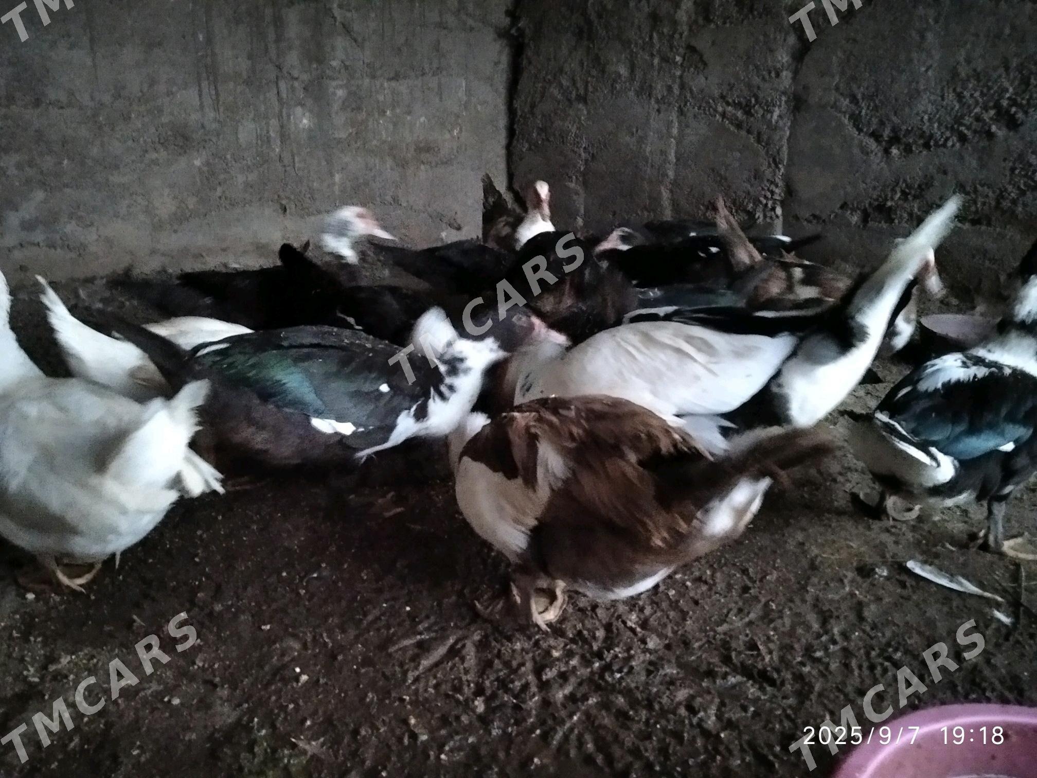 satlyk indutga ördekler - Wekilbazar - img 6