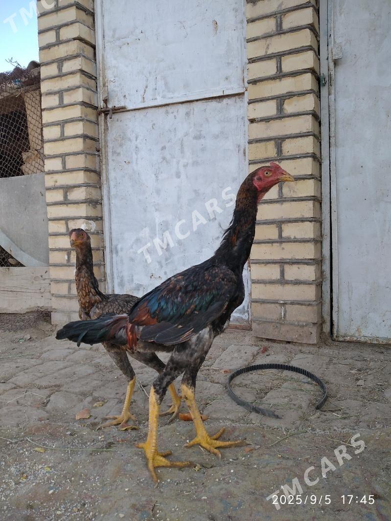 satlyk baýeslar - Векильбазар - img 7