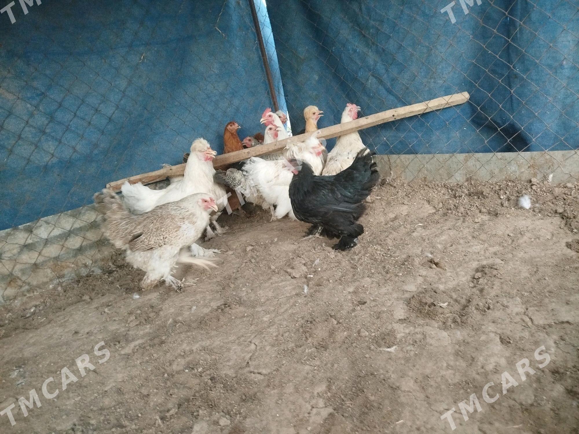 Balakly towuk - Tejen - img 2
