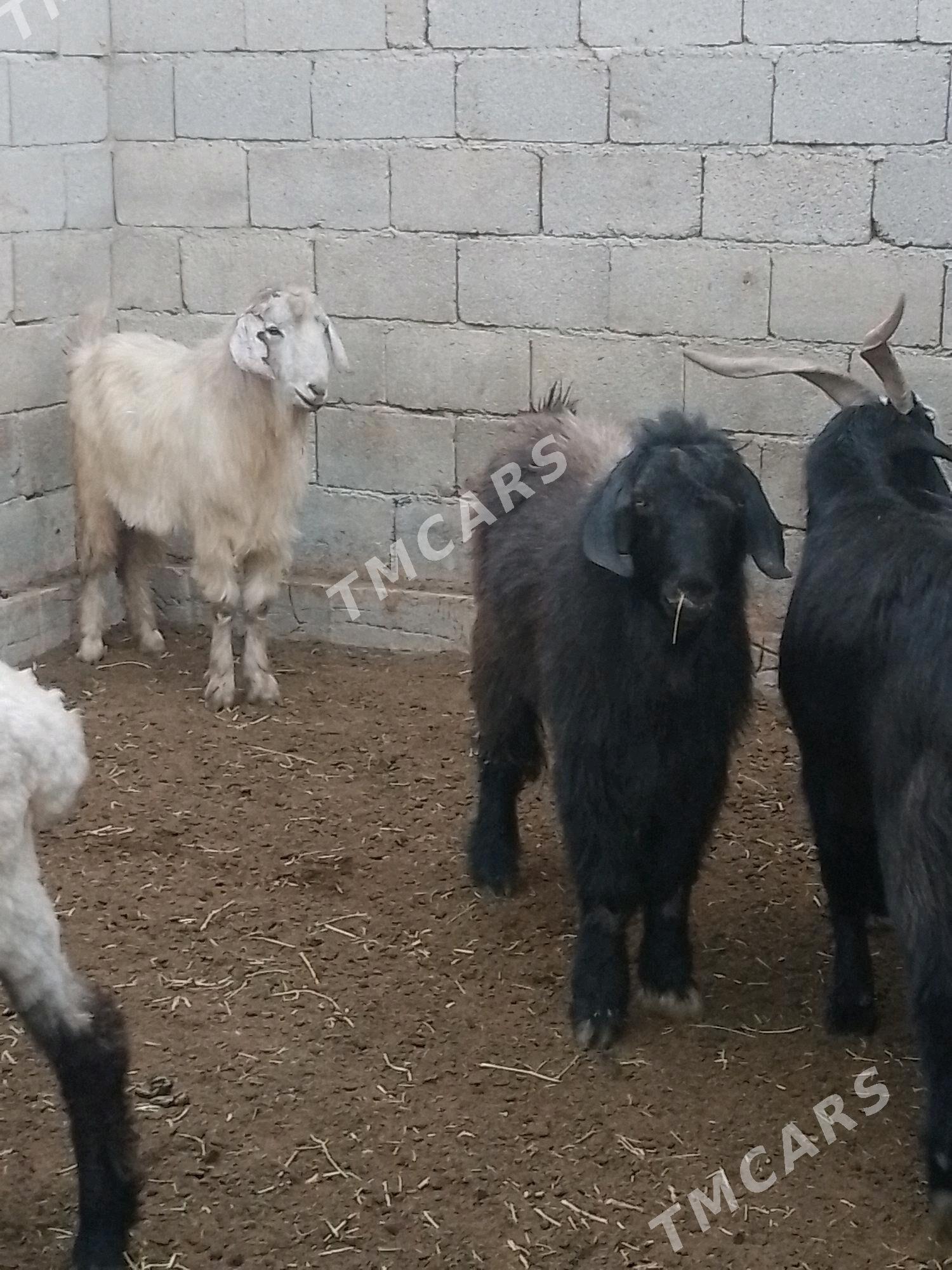 Teke - Aşgabat - img 2