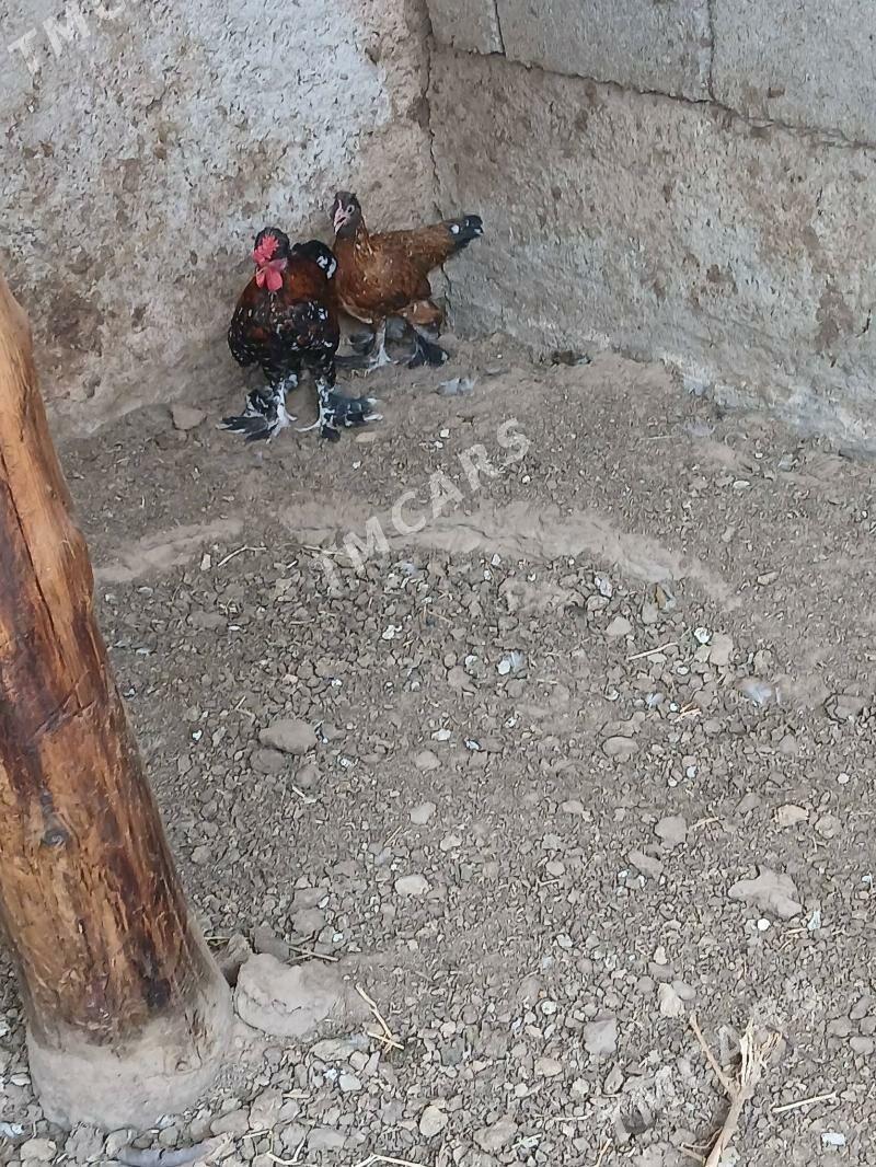 karlik 1 para - Çoganly - img 2