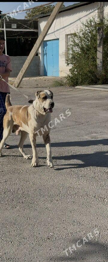 alabay - Aşgabat - img 2