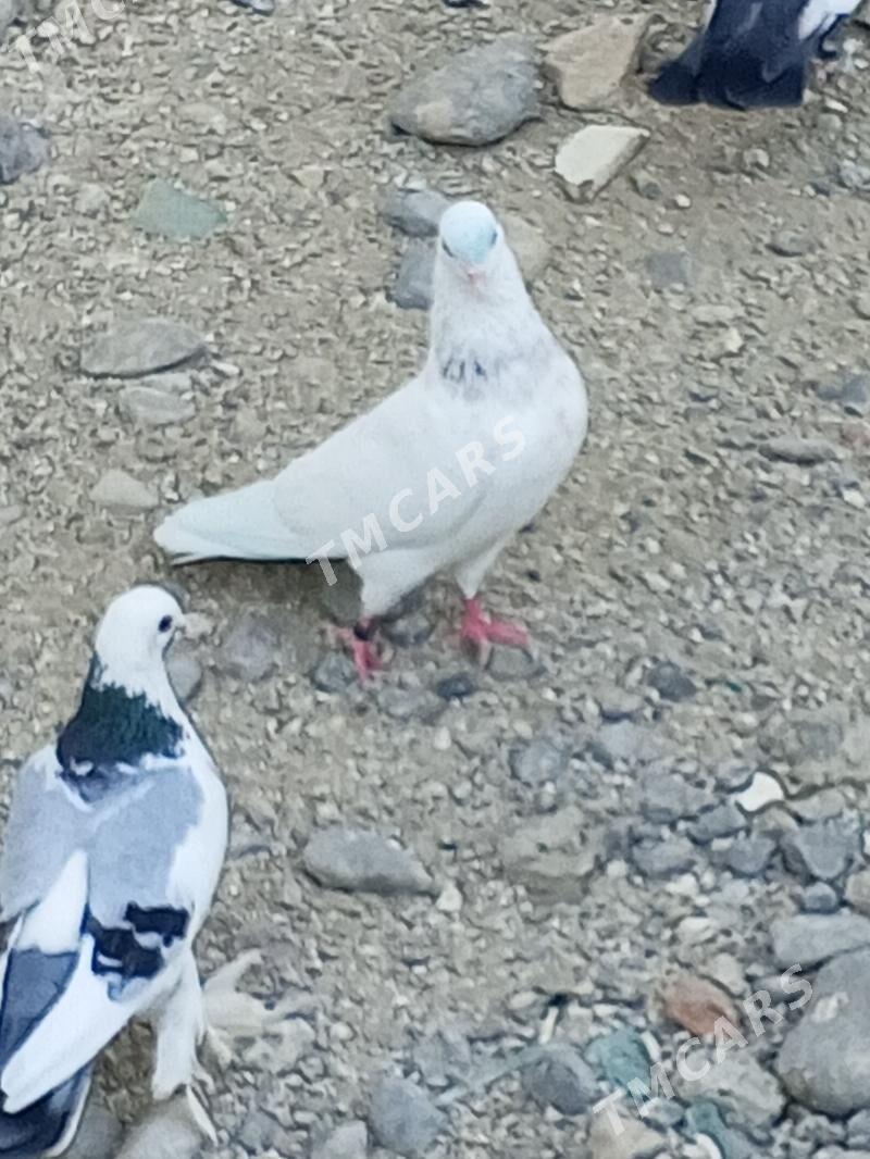 kepderi - Aşgabat - img 3