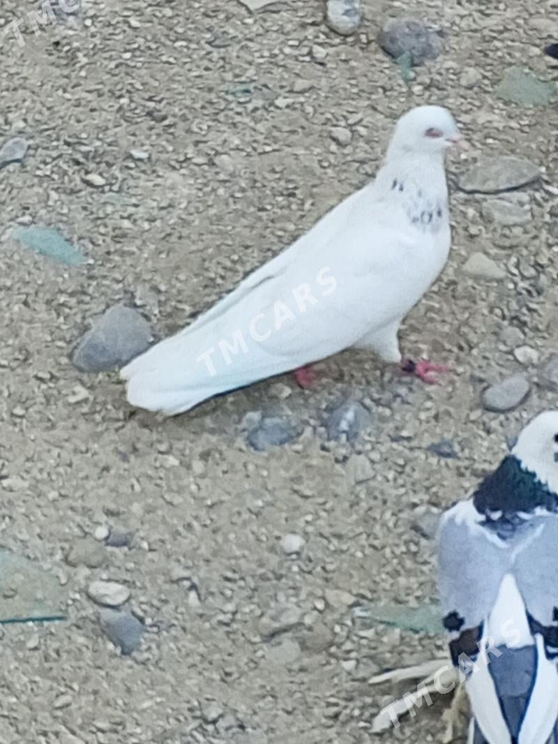 kepderi - Aşgabat - img 2