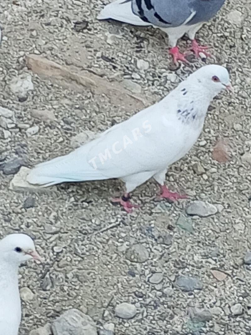 kepderi - Aşgabat - img 8