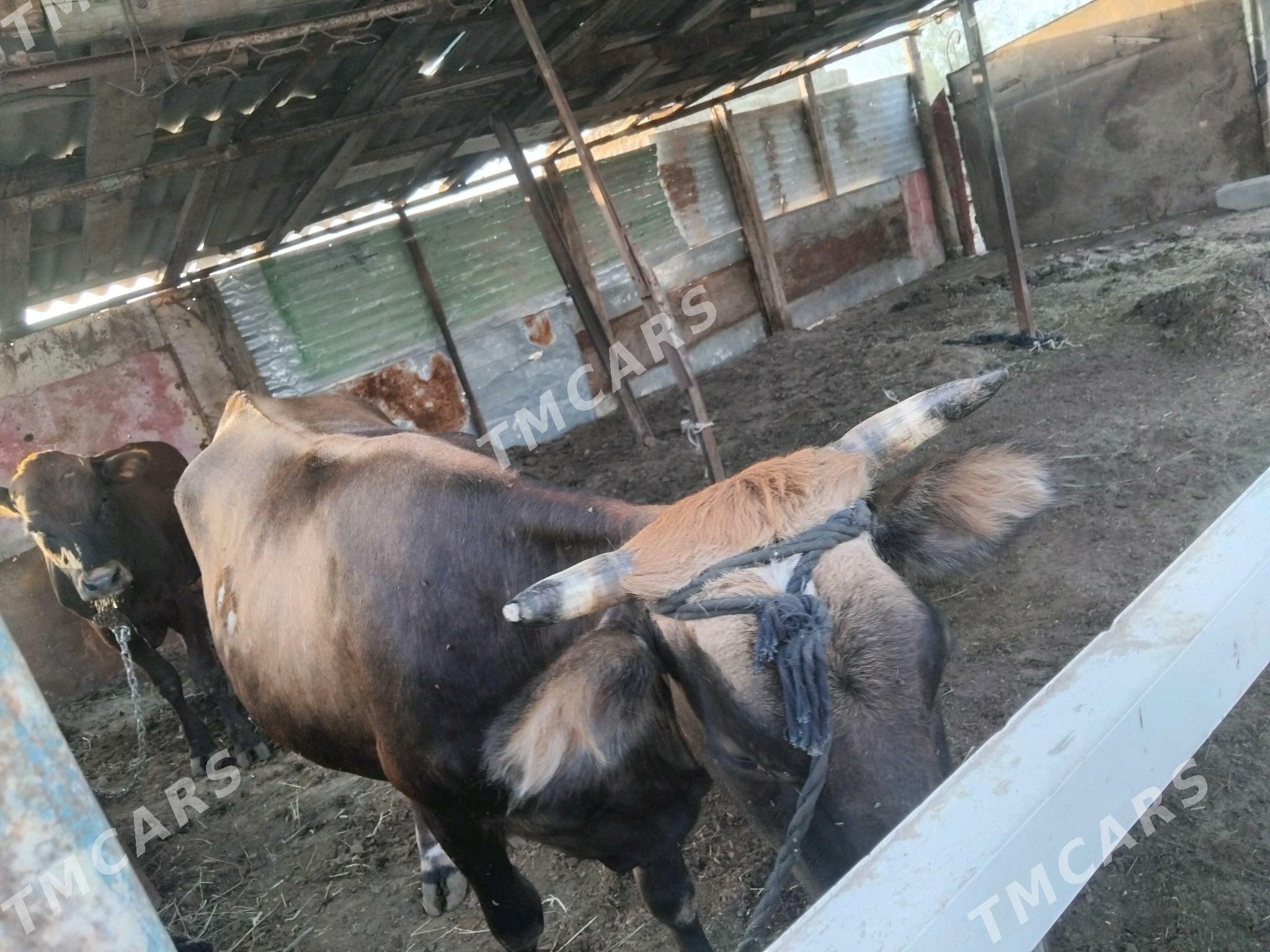 Asgabat - Ýaşlyk - img 1