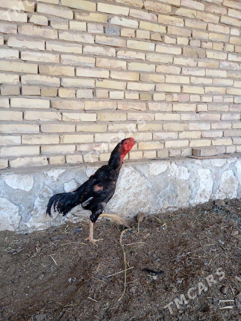yok - Kerki - img 3