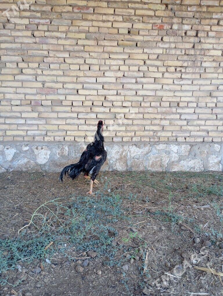 yok - Kerki - img 2