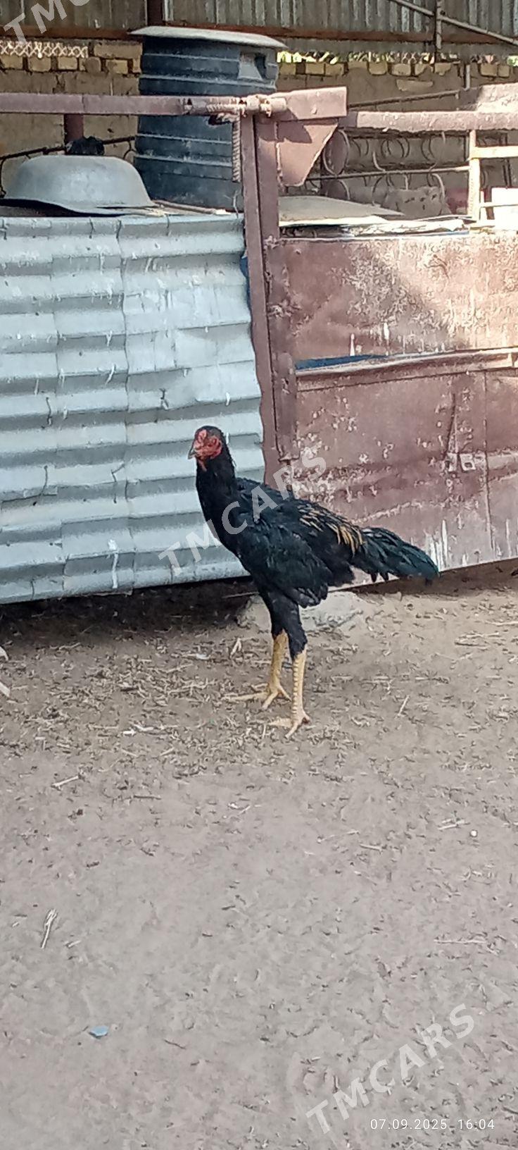 özbek - Sakarçäge - img 2