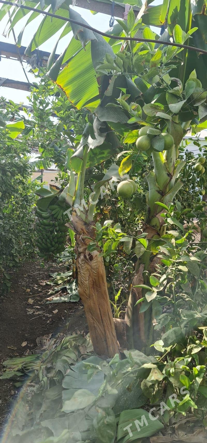 Banan. Limon nahallar - Mary - img 2
