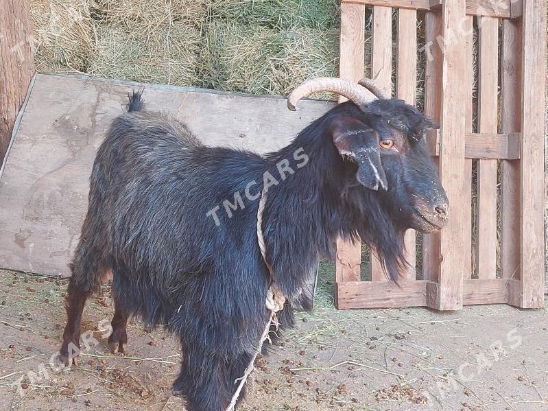 geci - Garadamak Şor - img 2