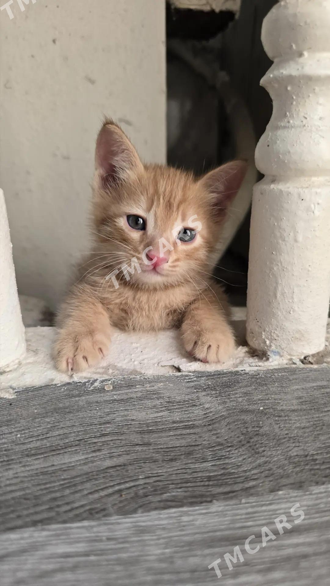 pişik - Дашогуз - img 2