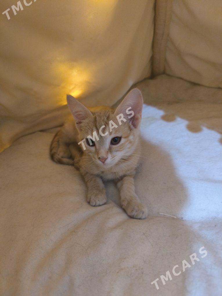 pishik - Анев - img 2