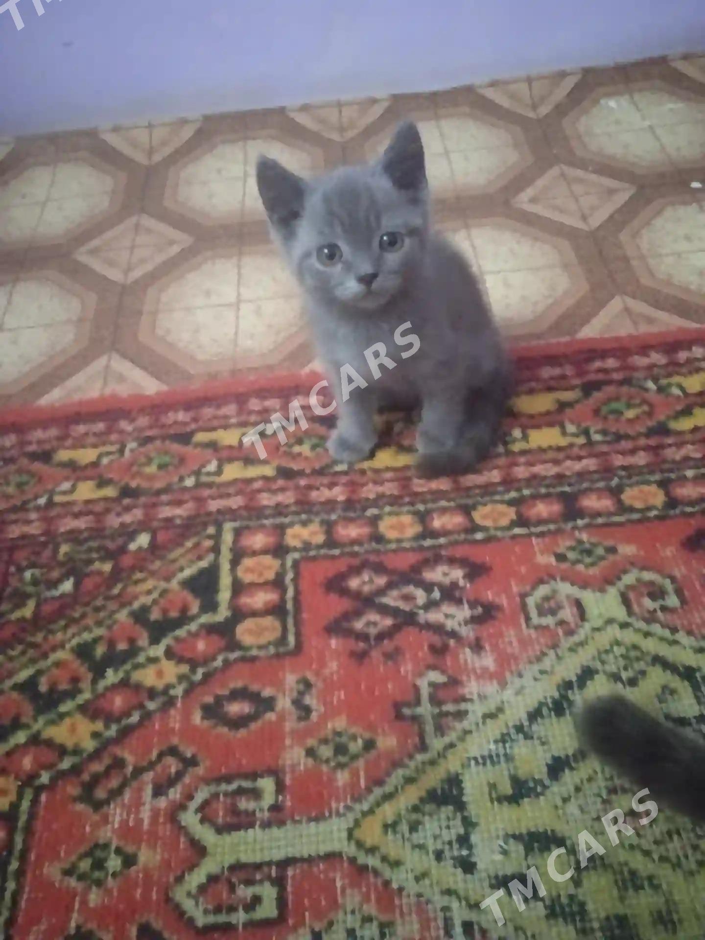 котята - Türkmenabat - img 5