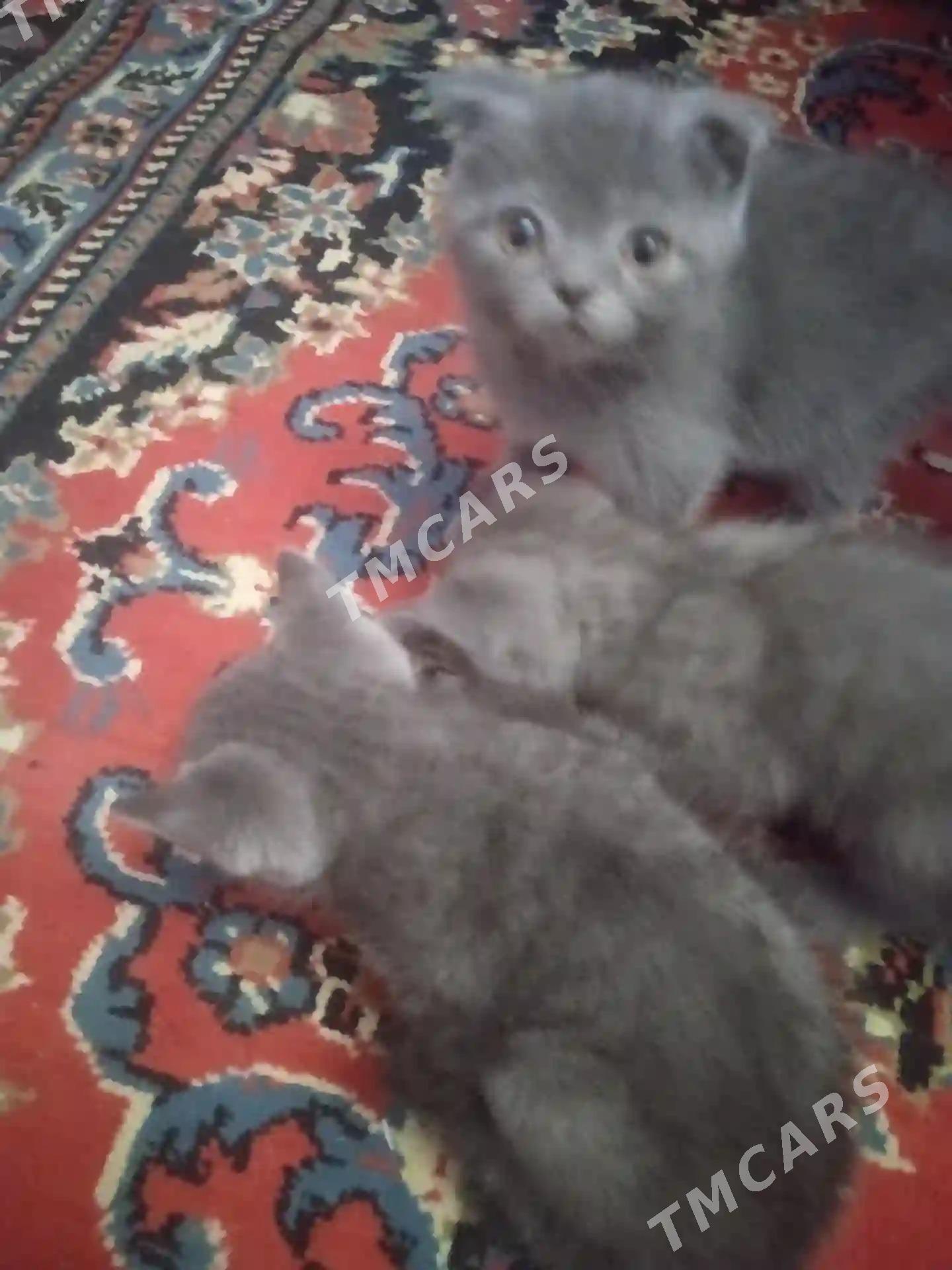 котята - Türkmenabat - img 3