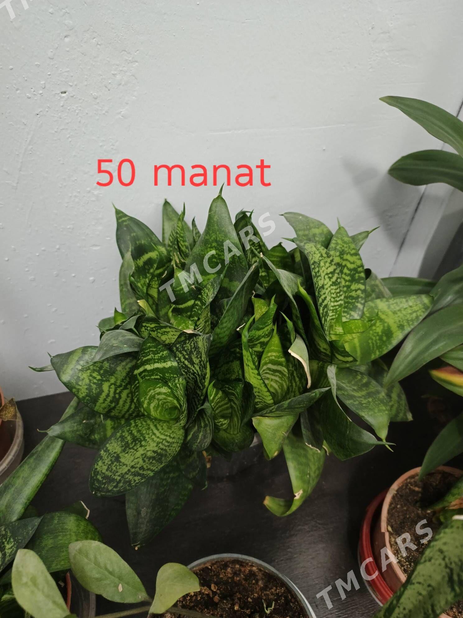 güller, комнатные цветы - Parahat 1 - img 3
