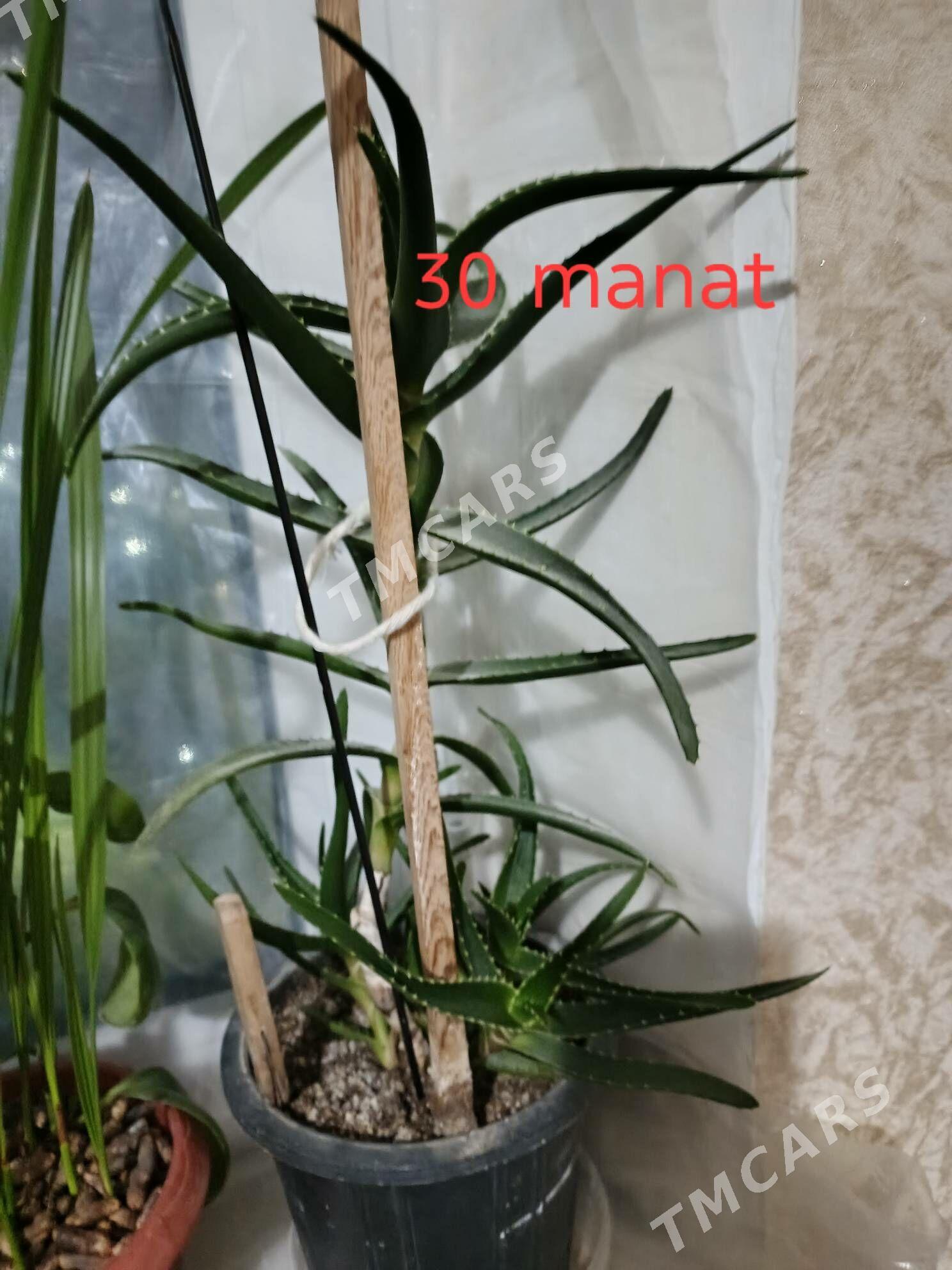 güller, комнатные цветы - Parahat 1 - img 7